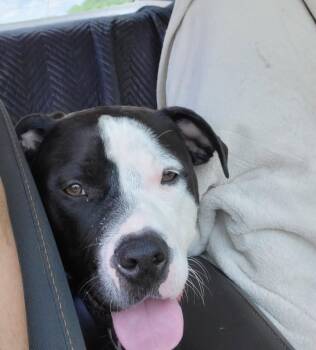 Terrier Dogs Available for Adoption - Lola | PetCurious