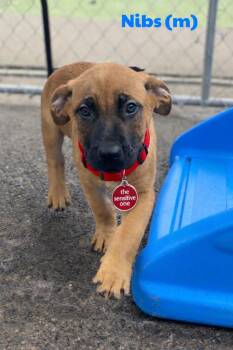 Boerboel and German Shepherd Dog Dogs Available for Adoption - Nibs | PetCurious