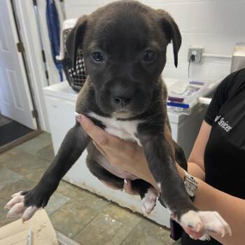 Mixed Breed Dogs Available for Adoption in Melrose, Florida - Corey | PetCurious