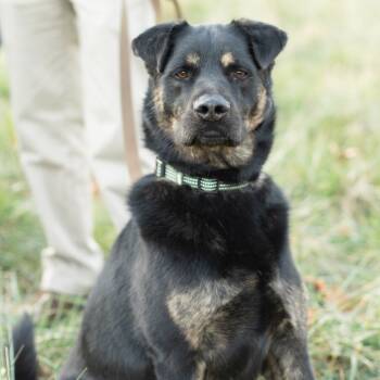 Rescue Mixed Breed Dogs for Adoption in Lynchburg, Virginia - Booker | PetCurious