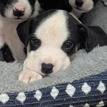 Snap -  Mixed Breed Dog for Adoption in Bentonville, Arkansas - Snap | PetCurious