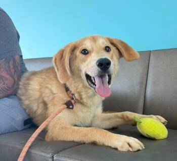 Eros -  Mixed Breed Dog for Adoption in Hyde Park, New York - Eros | PetCurious
