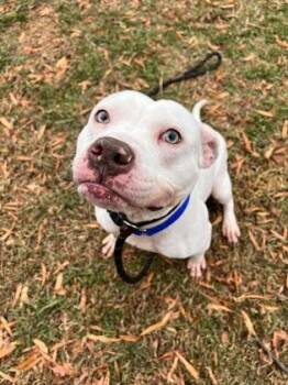 Tigerlily -  Mixed Breed Dog for Adoption in West Chester, Pennsylvania - Tigerlily | PetCurious