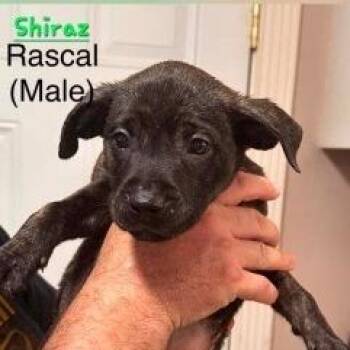 Shiraz -  Mixed Breed Dog for Adoption in New York, New York - Shiraz | PetCurious