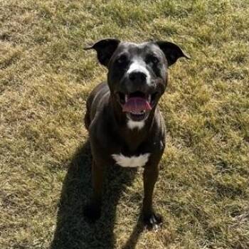 Rescue Pit Bull Terrier Dogs for Adoption in Bridgeport, California - Lilly | PetCurious