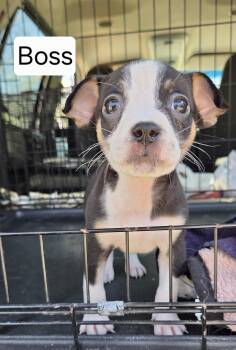 Jack Russell Terrier Dogs Available for Adoption - Boss | PetCurious