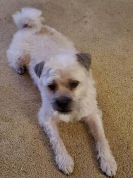 Rescue Tibetan Terrier Dogs for Adoption in Farmington, Minnesota - Max | PetCurious