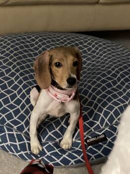 Sophie -  Beagle Dog for Adoption in Farmington, Minnesota - Sophie | PetCurious