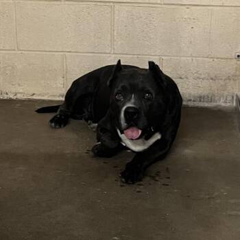 Houdini -  Pit Bull Terrier Dog for Adoption in Edinburg, Texas - Houdini | PetCurious