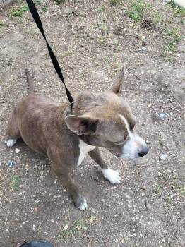 American Staffordshire Terrier Dogs Available for Adoption - LADYBUG | PetCurious