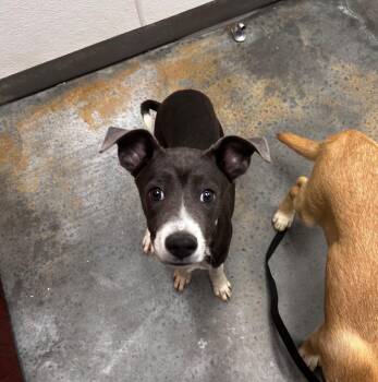 Shepherd and Pit Bull Terrier Dogs Available for Adoption in Gautier, Mississippi - Norman | PetCurious