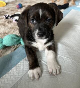 Dachshund and Rat Terrier Dogs Available for Adoption - Sideshow Bob: The Simpson