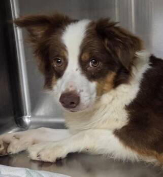 Bunny -  Australian Shepherd Dog for Adoption in Malvern, Pennsylvania - Bunny | PetCurious