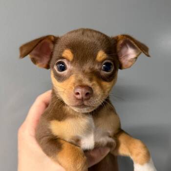 Juniper -  Mixed Breed Dog for Adoption in Dekalb, Illinois - Juniper | PetCurious