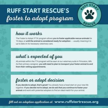 Border Terrier and Chihuahua Dogs Available for Adoption - Tess *Arriving 2/7* | PetCurious