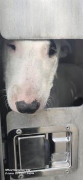 Rescue Bull Terrier Dogs for Adoption in San Antonio, Texas - A780483 | PetCurious