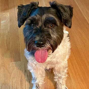 Shih Tzu and Schnauzer Dogs Available for Adoption in Houston, Texas - Bru Bru | PetCurious