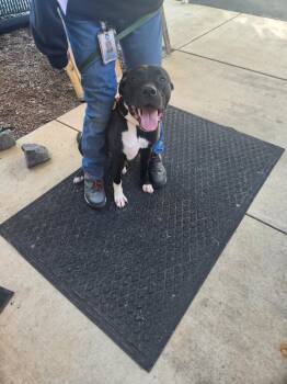 Princess -  Pit Bull Terrier and Cane Corso Dog for Adoption in Mocksville, North Carolina - Princess | PetCurious
