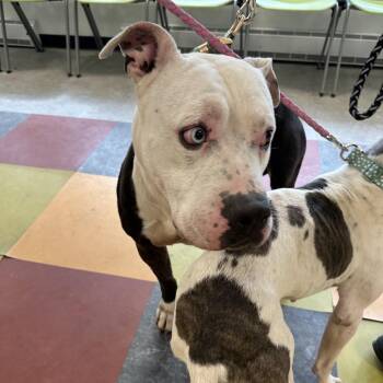 Pit Bull Terrier Dogs Available for Adoption - Carter Woolums | PetCurious