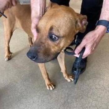 Mixed Breed Dogs Available for Adoption in York, Pennsylvania - YORK-Stray-15705 | PetCurious