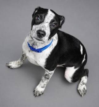 Milo -  Australian Cattle Dog Blue Heeler and Mixed Breed Dog for Adoption in Bowling Green, Kentucky - Milo | PetCurious