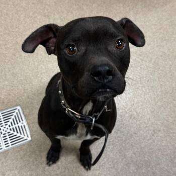 Critter -  Pit Bull Terrier and Boston Terrier Dog for Adoption in Hinesville, Georgia - Critter | PetCurious