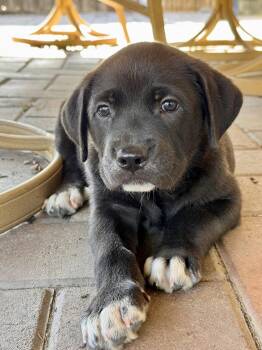 Beagle and Labrador Retriever Dogs Available for Adoption - Cash | PetCurious