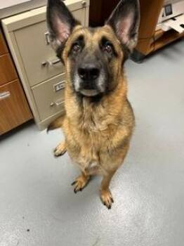 ROSE -  German Shepherd Dog Dog for Adoption in St. Cloud, Florida - ROSE | PetCurious