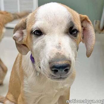 Pleekly in TN - Gives Sweet Kisses -  Great Pyrenees and Mastiff Dog for Adoption in Beacon, New York - Pleekly In TN - Gives Sweet Kisses | PetCurious