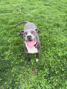 Gloria -  Pit Bull Terrier Dog for Adoption in Greensburg, Indiana - Gloria | PetCurious