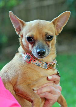 Rescue Chihuahua Dogs for Adoption in Rosenberg, Texas - Bitzy | PetCurious