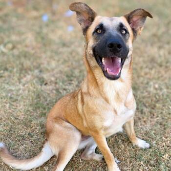 Maggie -  Shepherd Dog for Adoption in Gainesville, Texas - Maggie | PetCurious