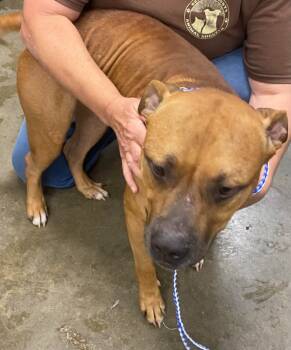 Rescue Boxer and Mixed Breed Dogs for Adoption in Saint Clairsville, Ohio - Johnny | PetCurious