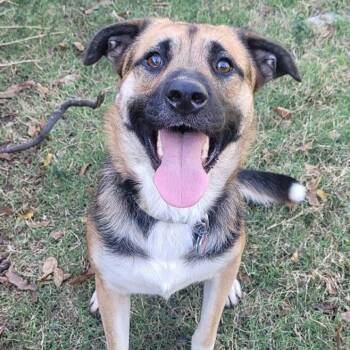 Yoshi -  German Shepherd Dog and Great Pyrenees Dog for Adoption in Krum, Texas - Yoshi | PetCurious