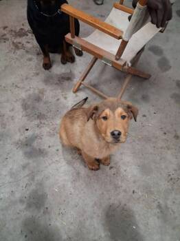 Rottweiler and Collie Dogs Available for Adoption - Oliver Love | PetCurious