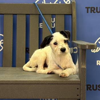 VANILLA -  Terrier and Mixed Breed Dog for Adoption in Waterford, New Jersey - VANILLA | PetCurious