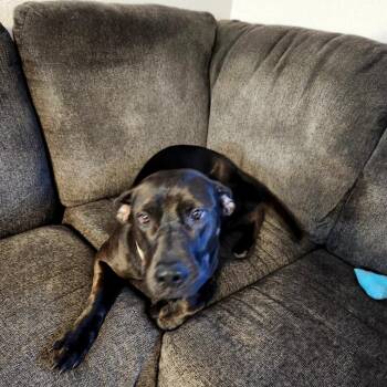 Pumpkin D11926 -  Black Labrador Retriever Dog for Adoption - Pumpkin D11926 | PetCurious