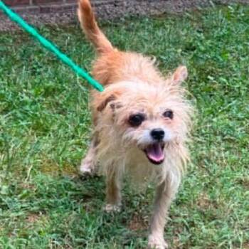 Lizzie -  Terrier and Mixed Breed Dog for Adoption in Chester, Maryland - Lizzie | PetCurious