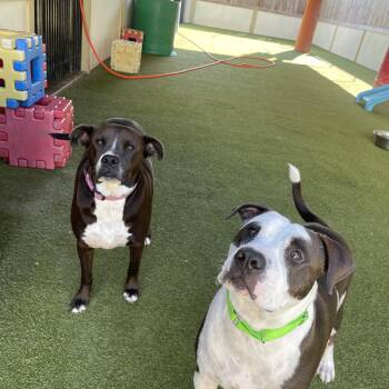Talen and Raisen -  Pit Bull Terrier Dog for Adoption in Houston, Texas - Talen And Raisen | PetCurious