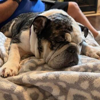 Mochi -  English Bulldog Dog for Adoption in Chicago, Illinois - Mochi | PetCurious