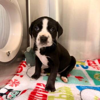Chicken -  Mixed Breed Dog for Adoption in Riverwoods, Illinois - Chicken | PetCurious