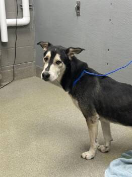 Rescue Siberian Husky Dogs for Adoption in Las Vegas, Nevada - KEEGAN | PetCurious