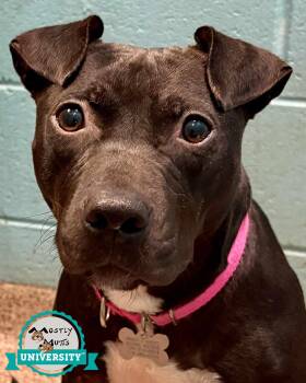 Emmy -  Terrier and Labrador Retriever Dog for Adoption in Kennesaw, Georgia - Emmy | PetCurious