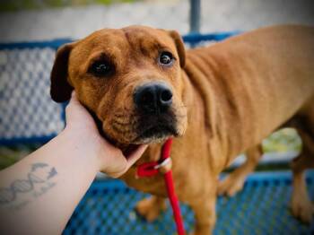 LITTLE BEAR -  Pit Bull Terrier Dog for Adoption in Orlando, Florida - LITTLE BEAR | PetCurious