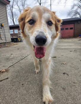 Rescue Great Pyrenees Dogs for Adoption in Nashville, Tennessee - Beryl (Ms. Bea) | PetCurious