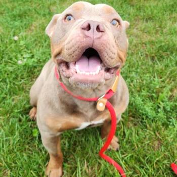 Napoleon -  American Staffordshire Terrier Dog for Adoption in Fort Wayne, Indiana - Napoleon | PetCurious