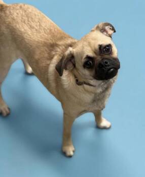 Pug and Chihuahua Dogs Available for Adoption in Bedford Hills, New York - Charlie Star - Could A Dog Be Any Cuter!? HOUSEBROKEN Pug Mix Do | PetCurious
