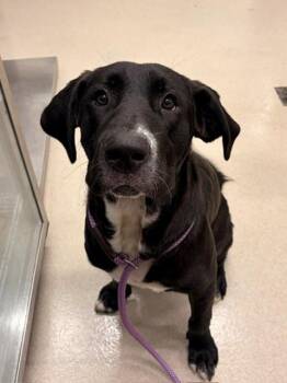 Labrador Retriever Dogs Available for Adoption in Baytown, Texas - LEO | PetCurious