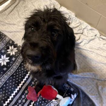 Go Lucky -  Schnauzer and Mixed Breed Dog for Adoption - Go Lucky | PetCurious