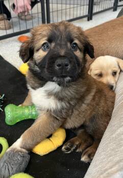 Shepherd and Australian Shepherd Dogs Available for Adoption - Berkley | PetCurious